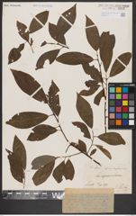 Foto von Salix caprea L. x Salix daphnoides Vill.